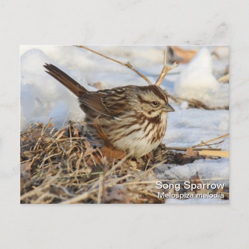 Song Sparrow Postcard