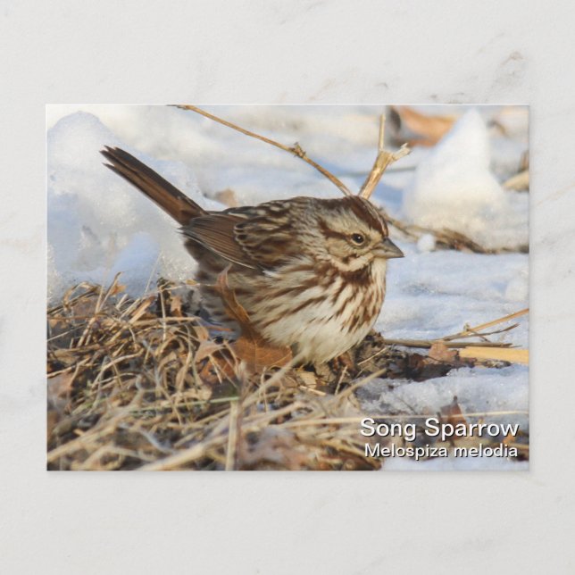 Song Sparrow Postcard (Front)