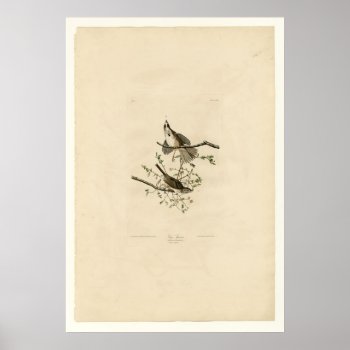 Song Sparrow Poster by birdpictures at Zazzle