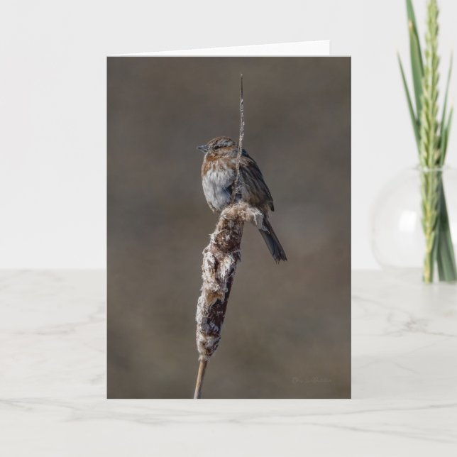 Song Sparrow Thank You Card (Front)