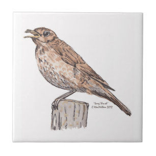 Song Thrush Tile