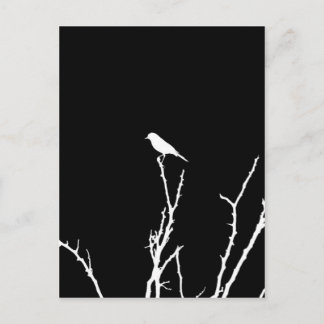 Songbird Night Postcard