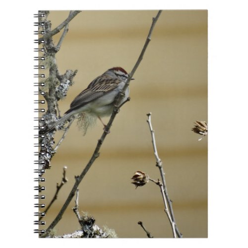 Songbird on branch yellow wood background notebook