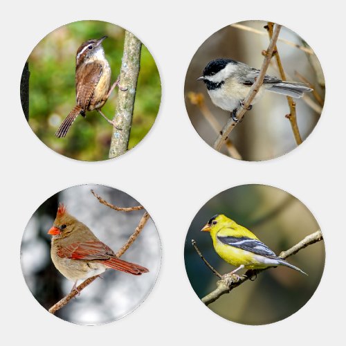 Songbirds Birds Acrylic Coaster Set