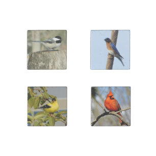 Songbirds Marble Magnets