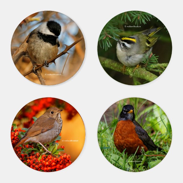 Songbirds of North America (I) Coaster Set (Set)