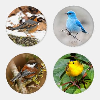 Songbirds of North America (II) Coaster Set