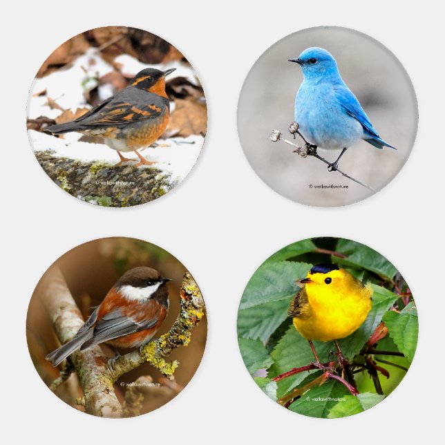 Songbirds of North America (II) Coaster Set (Set)