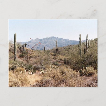 Sonoran Desert Arizona Postcard