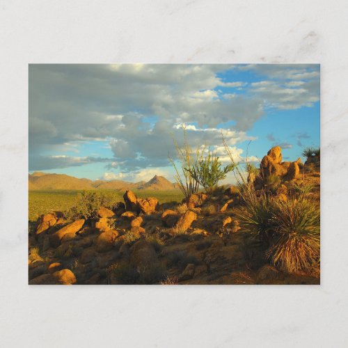 Sonoran Desert Arizona USA Postcard