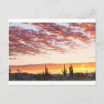 Sonoran Desert Colorful Sunrise Morning Postcard