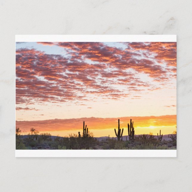 Sonoran Desert Colorful Sunrise Morning Postcard (Front)