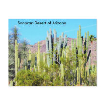 Sonoran Desert of Arizona