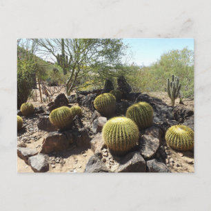 Sonoran Desert Postcard