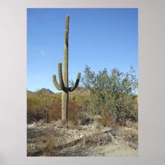 Sonoran Desert Scene 07 poster
