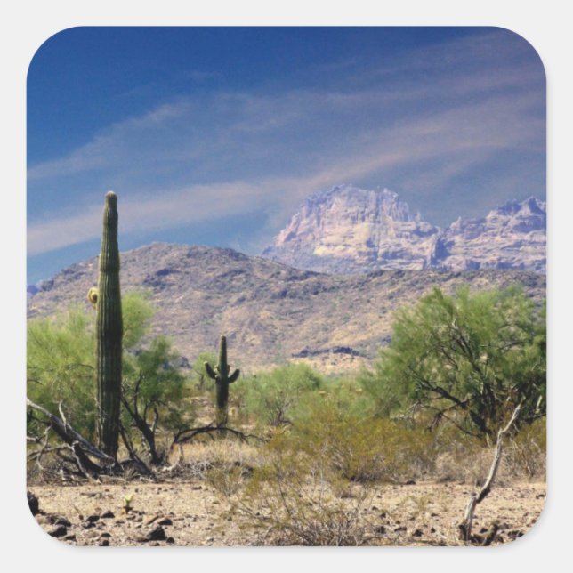 Sonoran desert sticker (Front)