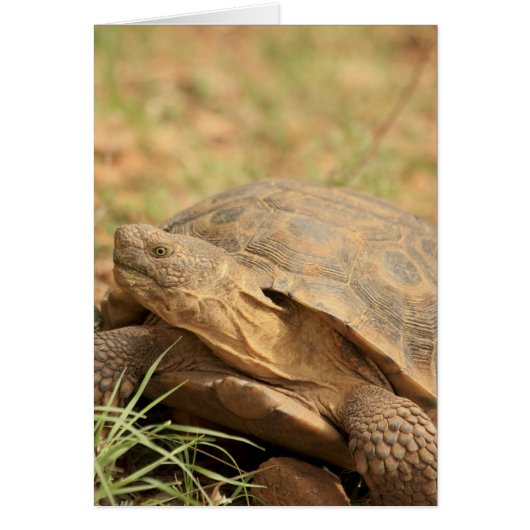 Sonoran Desert Tortoise (Front)
