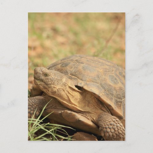 Sonoran Desert Tortoise Postcard