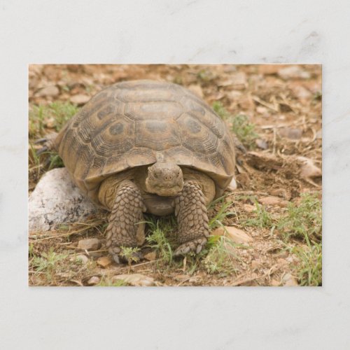 Sonoran Deset Tortoise Postcard