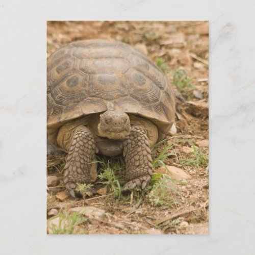 Sonoran Deset Tortoise Postcard