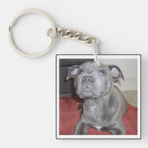 Sooky Blue Staffordshire Bull Terrier Puppy, Keychain