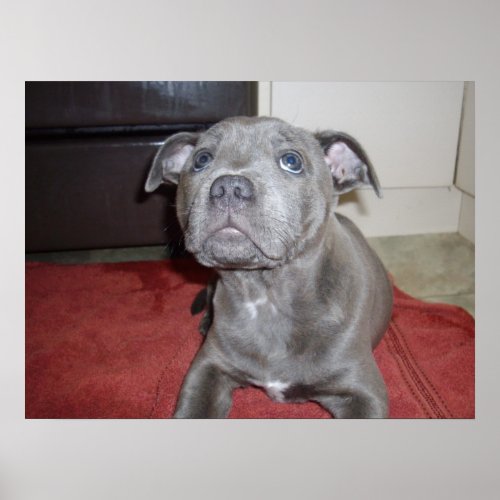 Sooky Face Staffordshire Bull Terrier Puppy Poster