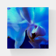 Soothing Blue Night Orchid Paperweight