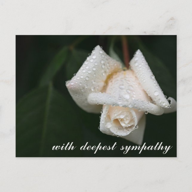 Soothing Green Leaves White Rose Sympathy Postcard (Front)