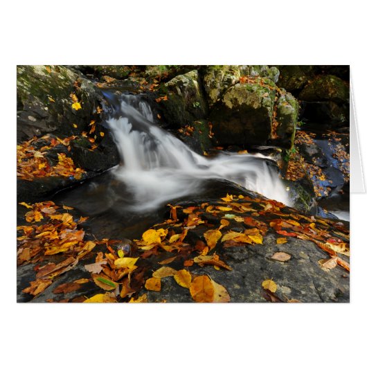 Soothing Water Cards (Front Horizontal)
