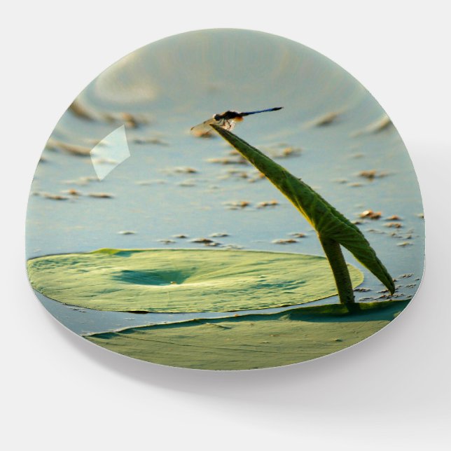Soothing Water Garden Lotus Pond Dragonfly Paperweight (Angled)