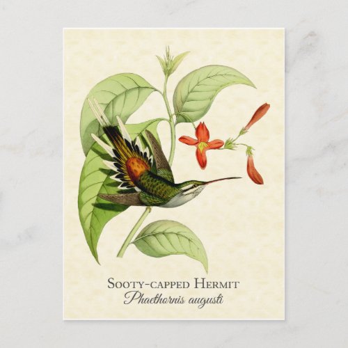 Sooty Capped Hermit Hummingbird Vintage Art Postcard