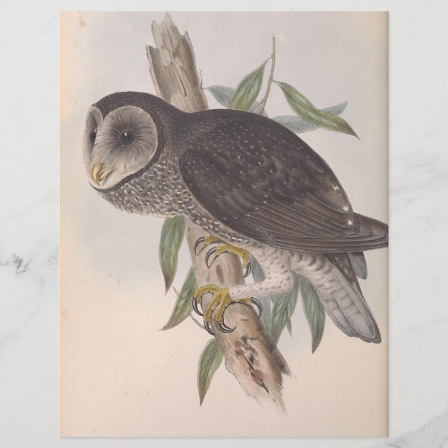 Sooty Owl (Front)