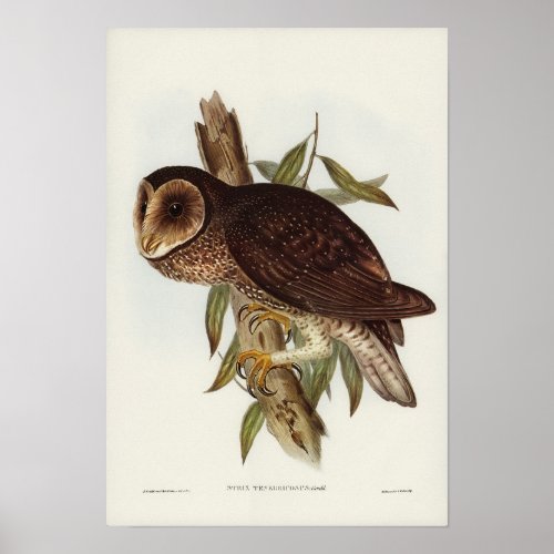 Sooty Owl by Elizabeth Gould Poster