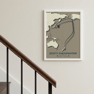 Sooty Shearwater Migration Map – Minimalist Poster