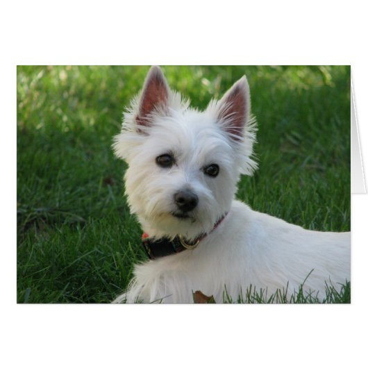 Sophie (Front Horizontal)