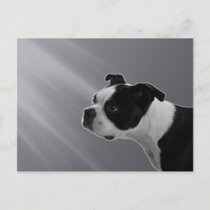 Sophie Postcard