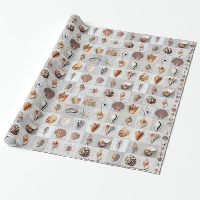 Sophisticated Shells Wrapping Paper (Unrolled)