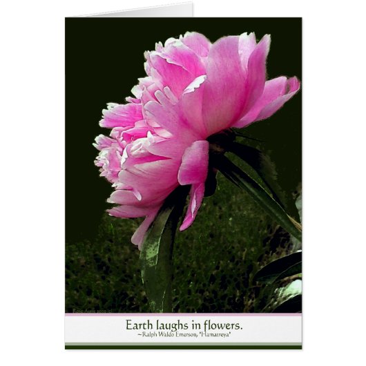 Sorbet Peony Card (Front)