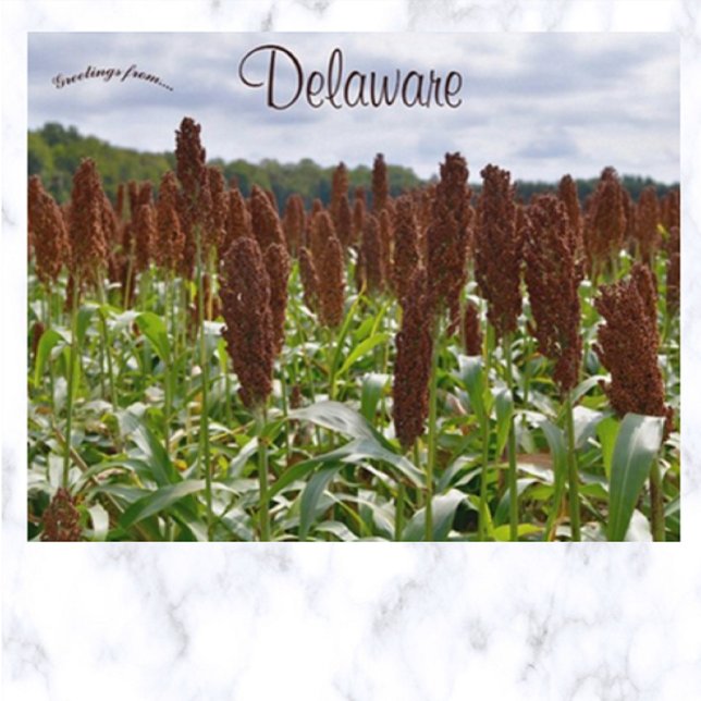 Sorghum Crop in Delaware Postcard (Creator Uploaded)