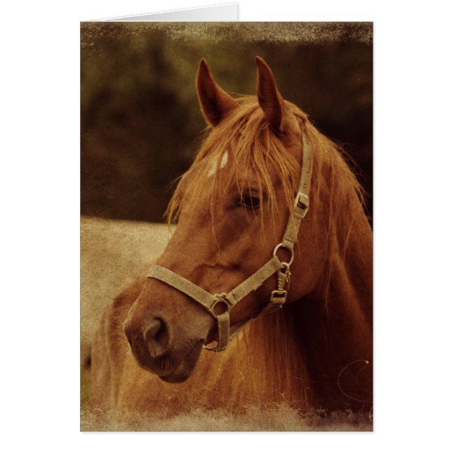 Sorrel Horse Grunge Cards (Front)