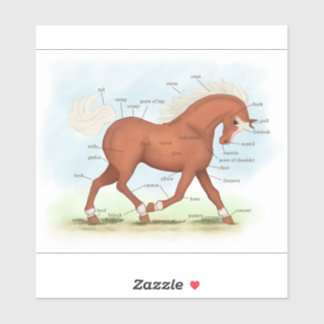 Sorrel Horse With Blaze Pony Equine Anatomy Chart Sticker