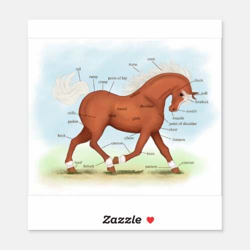 Sorrel Horse With Blaze Pony Equine Anatomy Chart Sticker