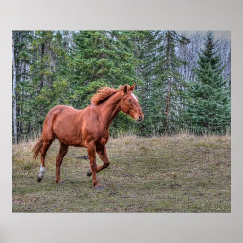 Sorrel Leader Mare Horse_lovers Equine Photo Poster