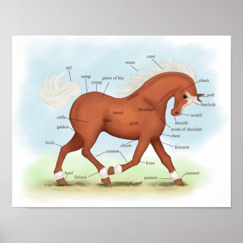 Sorrel with Socks  Blaze Horse Anatomy Poster
