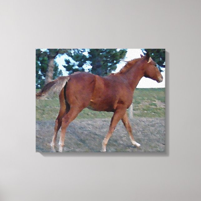 Sorrel Yearling Canvas Print (Front)