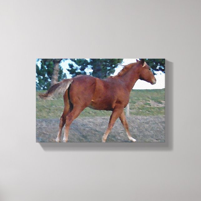 Sorrel Yearling Canvas Print (Front)