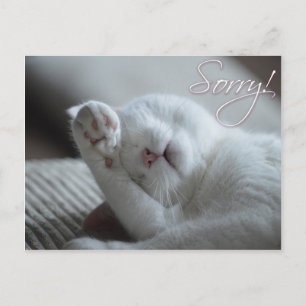 Sorry Apology Cat Funny Paw Cute Animals Postcard