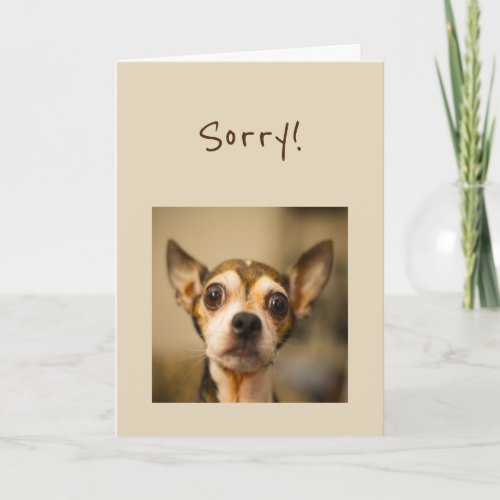 Sorry Belated Birthday Fun Chihuahua Dog Card