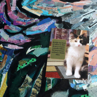 Sorry Calico Kitten Postcard