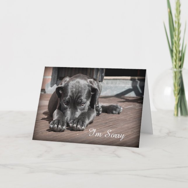 Sorry Puppy  Greeting Card (Front)